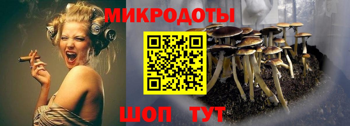 Псилоцибиновые грибы Psilocybine cubensis Казань
